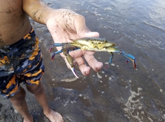 Callinectes arcuatus