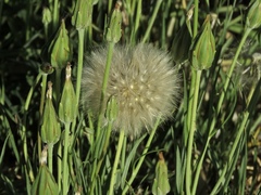 Scorzonera laciniata