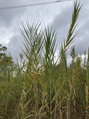 Arundo donax