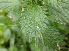Urtica urens