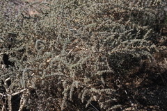 Aspalathus acanthophylla