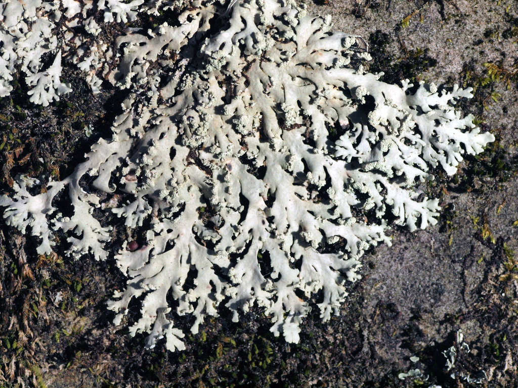 Heterodermia pseudospeciosa