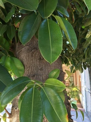 Ficus elastica