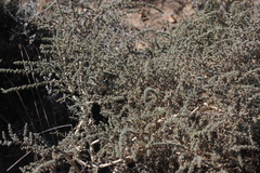 Aspalathus acanthophylla