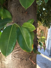 Ficus elastica