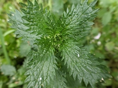 Urtica urens