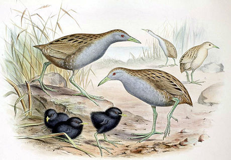 Laysan Rail (Zapornia palmeri) photo