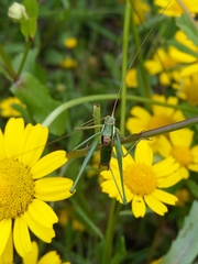 Odontura macphersoni