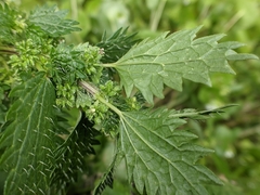 Urtica urens