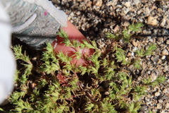 Loeflingia squarrosa