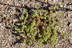 Loeflingia squarrosa