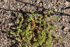 Loeflingia squarrosa