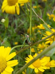 Odontura macphersoni