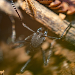 Aphaenogaster senilis