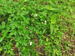 Rubus steelei