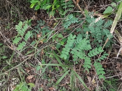 Mimosa malacophylla