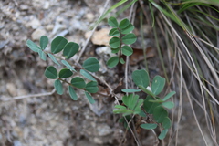 Coronilla coronata