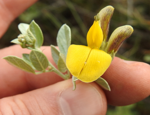 Image of Rhynchosia nitens by (c) Matthew Fainman, some rights reserved (CC BY)
