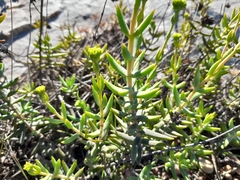 Crassula mollis