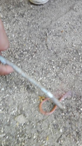 Tehuantepec Striped Snake, Geagras redimitus