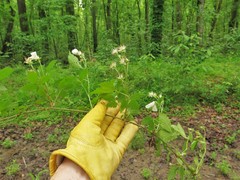 Rubus steelei