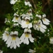 North Island Eyebright - Photo (c) Leon Perrie, some rights reserved (CC BY-NC-SA), uploaded by Leon Perrie
