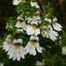 Euphrasia cuneata - Photo (c) Leon Perrie, alguns direitos reservados (CC BY-NC-SA), uploaded by Leon Perrie