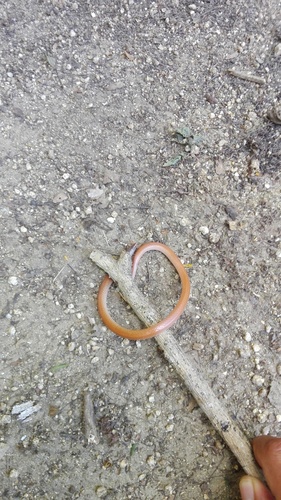 Geagras redimitus