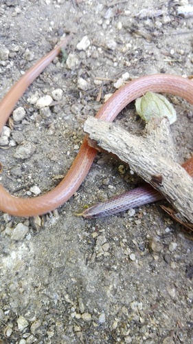 Tehuantepec Striped Snake