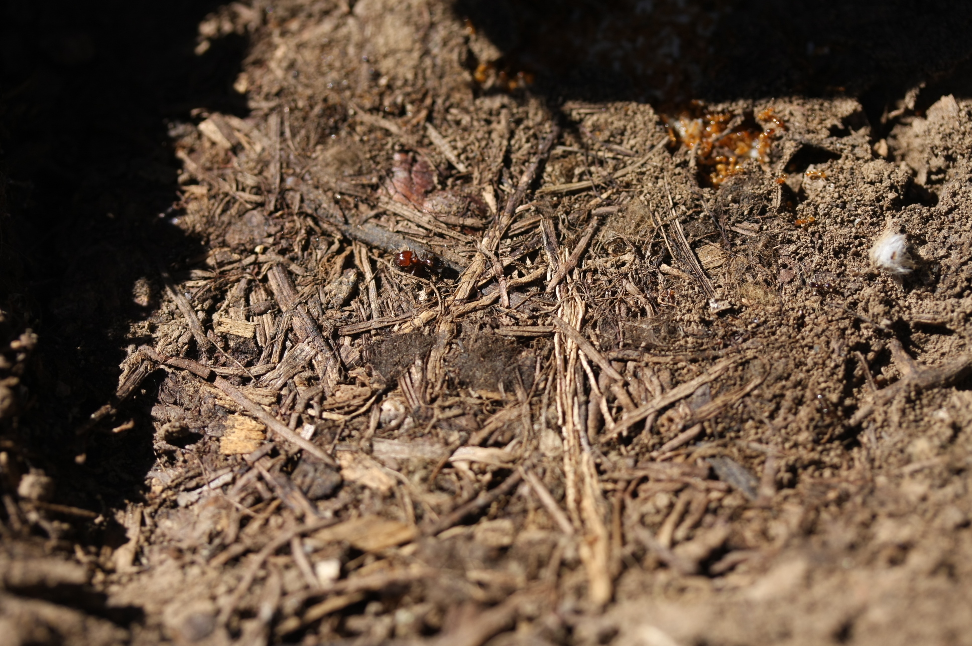 Pheidole capensis