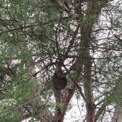 Cronartium orientale