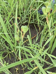 Nemastylis geminiflora