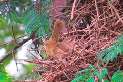 Phacellodomus rufifrons