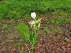 Rubus steelei