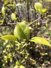 Viburnum lentago