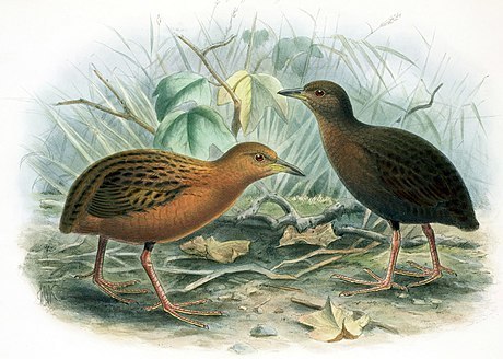 Hawaiian Rail photo