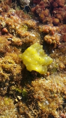 Colpomenia tuberculata