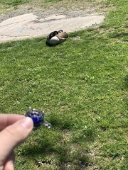 Branta canadensis