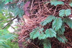 Phacellodomus rufifrons