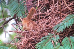 Phacellodomus rufifrons