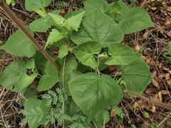 Peteravenia malvifolia