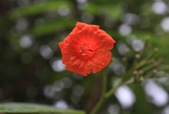 Cordia fitchii