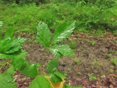 Rubus steelei