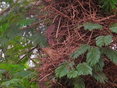 Phacellodomus rufifrons