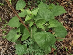 Peteravenia malvifolia