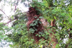 Phacellodomus rufifrons