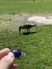 Branta canadensis