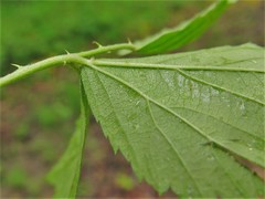 Rubus steelei