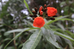 Cordia fitchii
