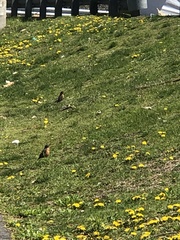 Turdus migratorius